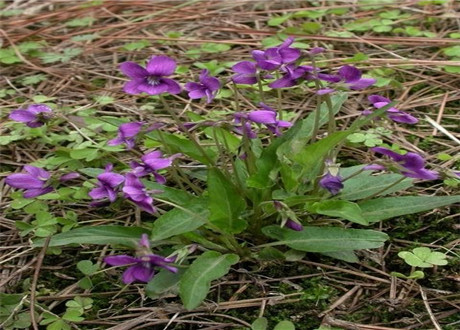 多年生草本,属侧膜胎座目,堇菜科多年生草本,无地上茎,高4~14cm,叶片